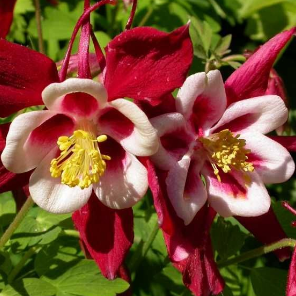 Основное изображение товара