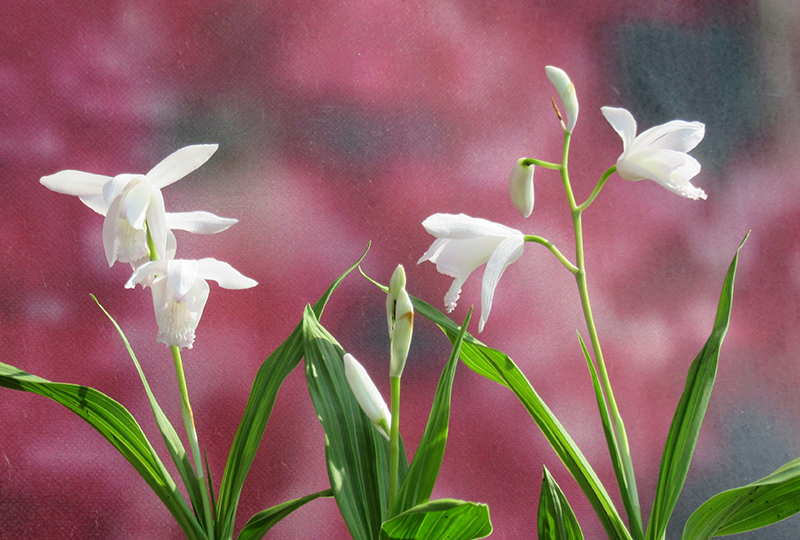В Садовом центре Веры Глуховой зацвели орхидеи! В Садовом центре Веры Глуховой зацвели орхидеи!