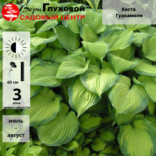 Основное изображение товара