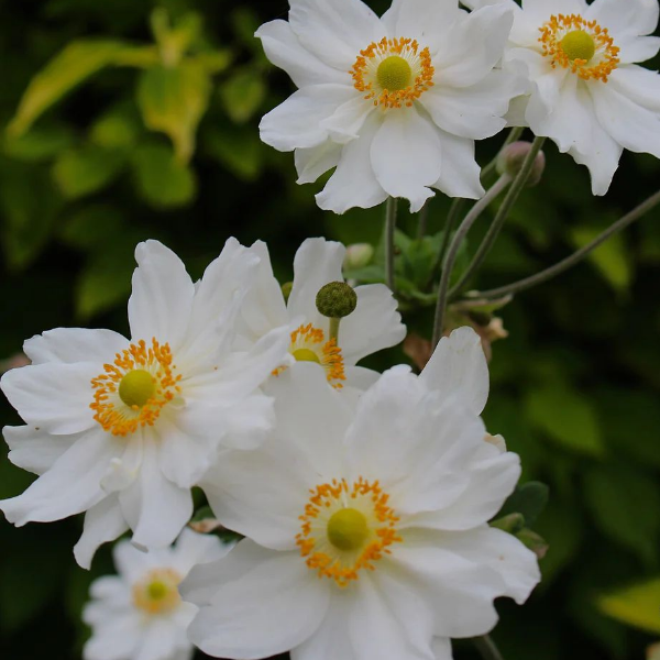 Основное изображение товара