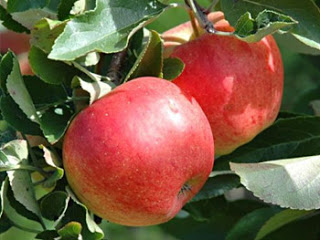 Новое поступление плодовых!!! Новое поступление плодовых!!!