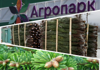 Пихта Нордмана в Агропарке