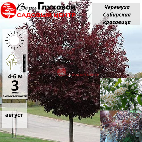 Основное изображение товара