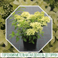 Гортензия метельчатая  «Дентель де Горрон» (Hydrangea paniculata`Dentelle dе Gorron ' rencri ')
