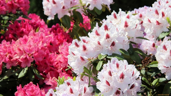 Цветение азалий и рододендронов Цветение азалий и рододендронов