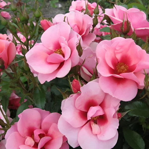 Основное изображение товара