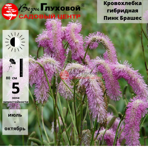 Основное изображение товара