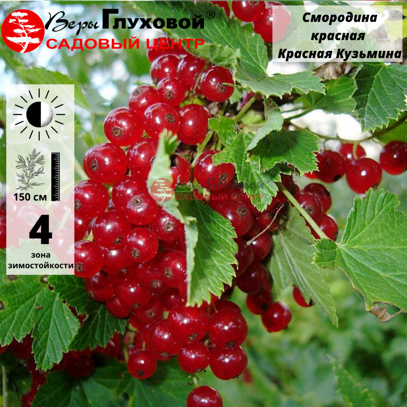 Основное изображение товара