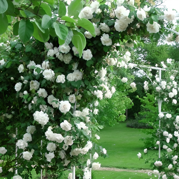 Основное изображение товара