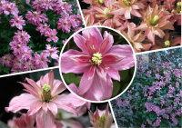 Клематис Clématis Broughton Star