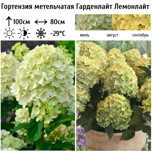 Гортензия метельчатая Гарденлайт Лемонлайт