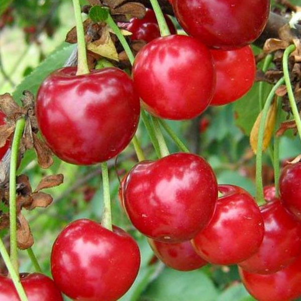 Основное изображение товара