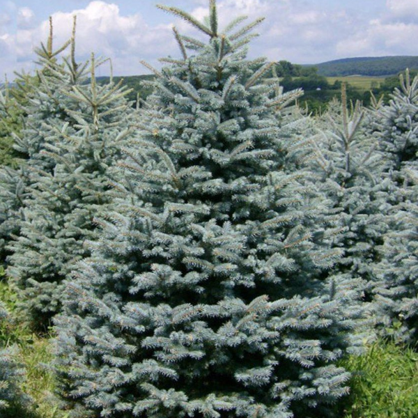 Основное изображение товара