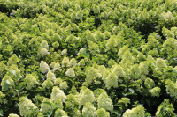 Цветение гортензий в нашем центре