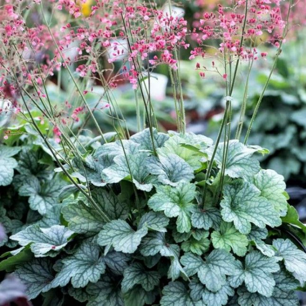 Основное изображение товара