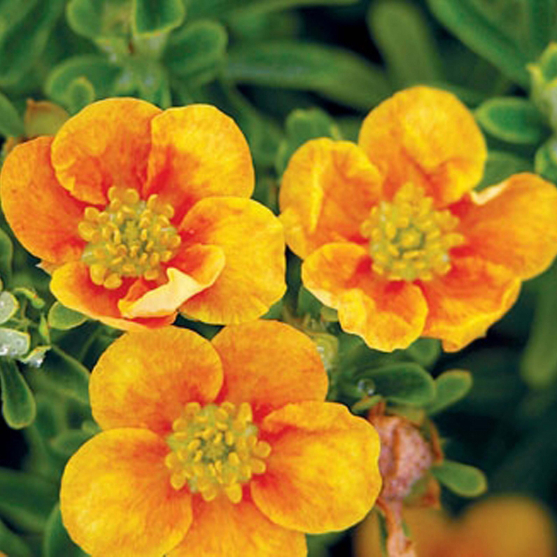 Лапчатка кустарниковая Манго Танго