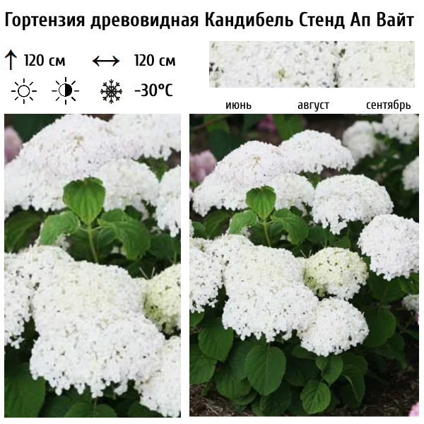 Основное изображение товара