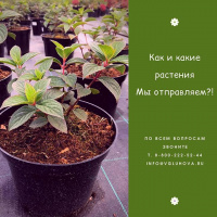 Растения на отправку