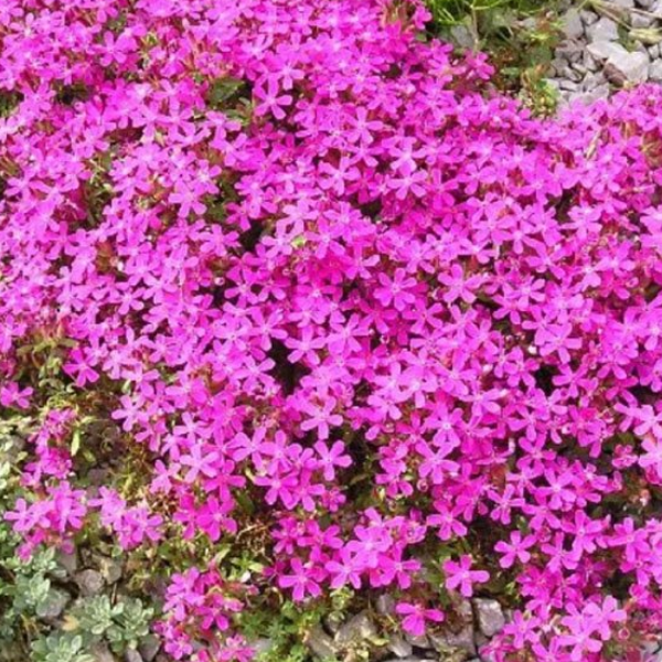 Основное изображение товара