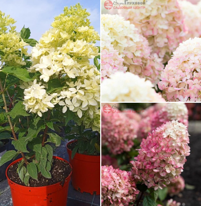 Продолжаем знакомить с новинками!