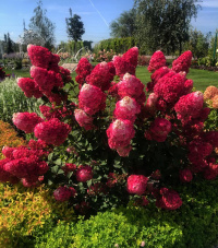 Кустарник Самарская Лидия 