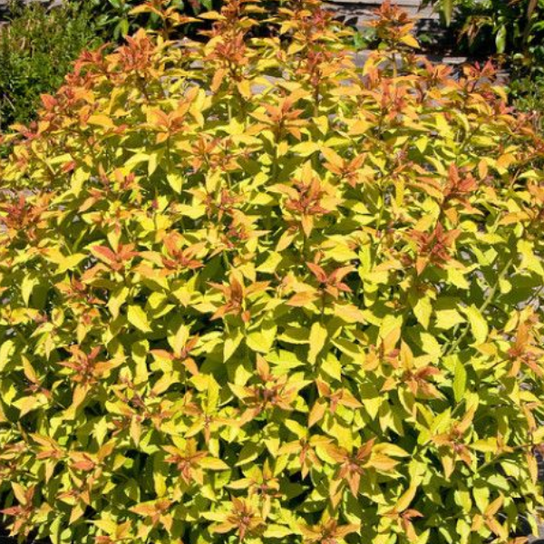 Основное изображение товара