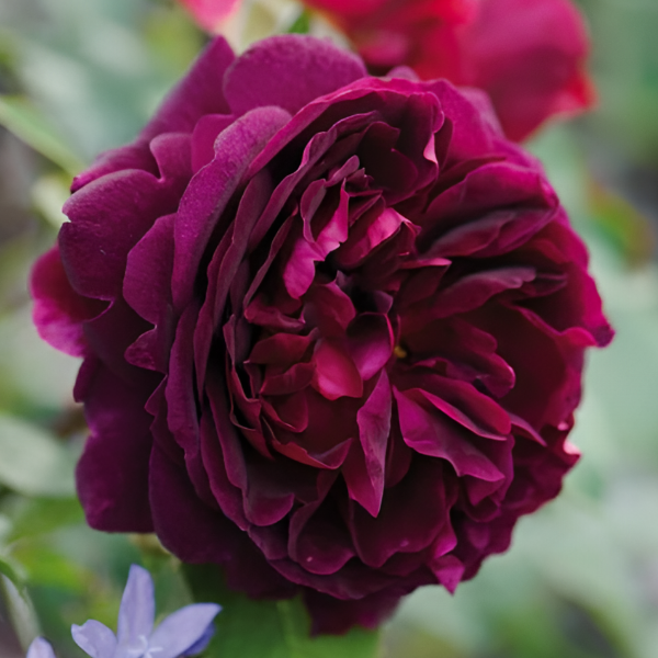 Основное изображение товара