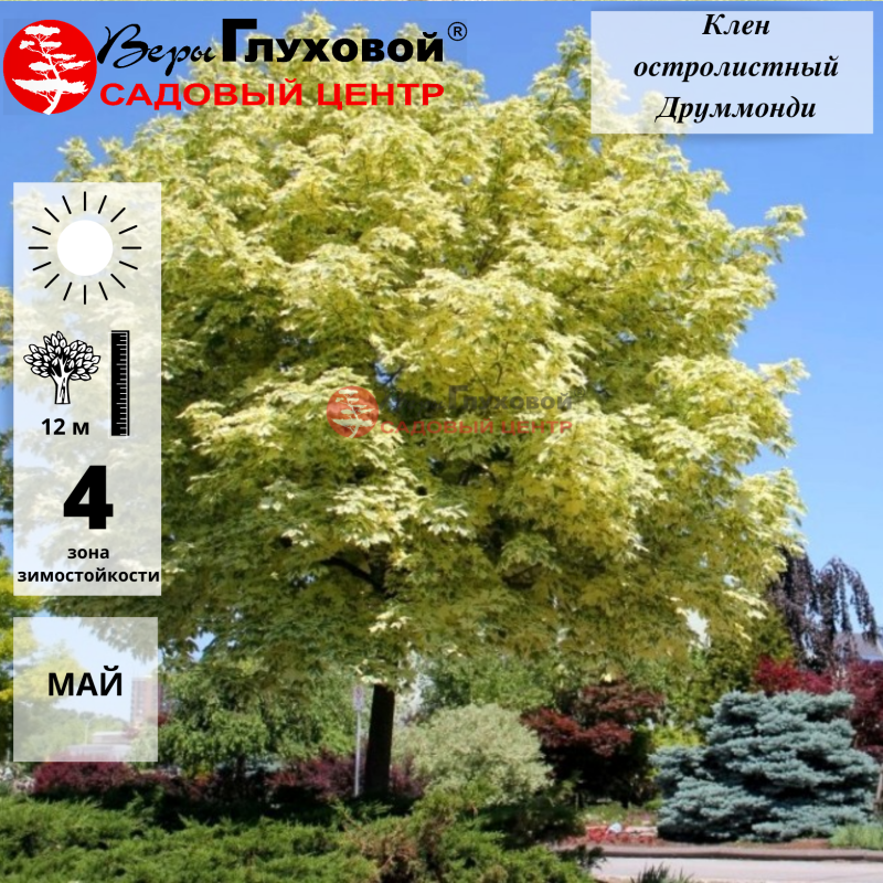 Основное изображение товара