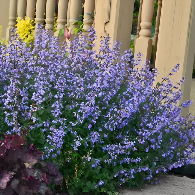 Основное изображение товара