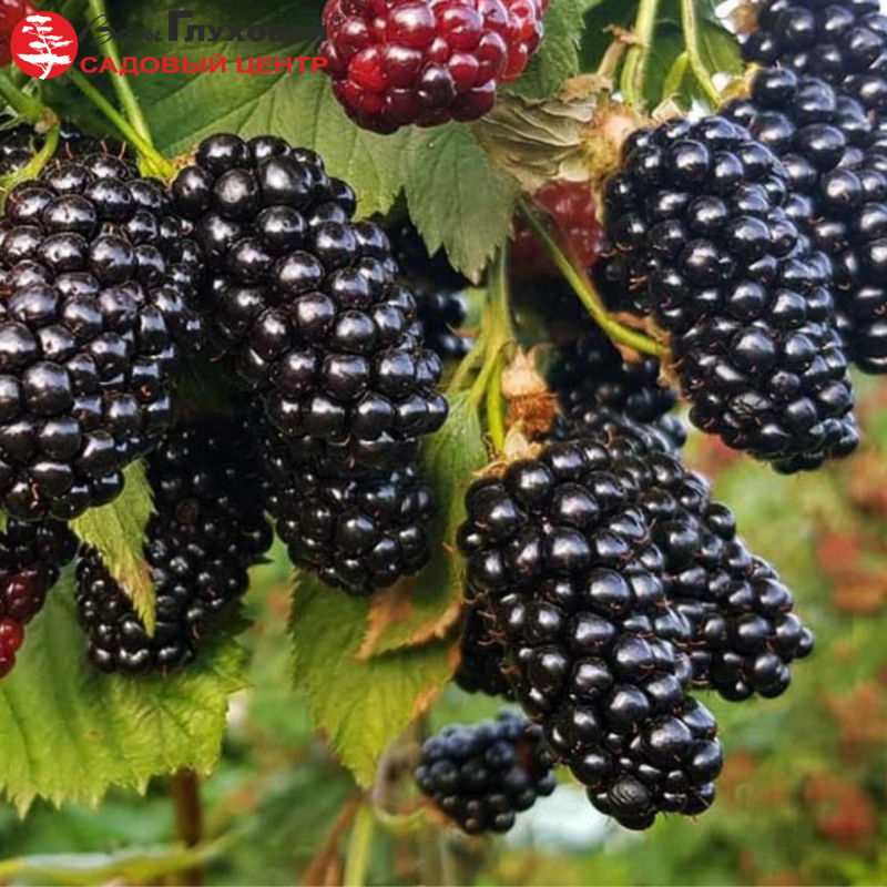 Основное изображение товара