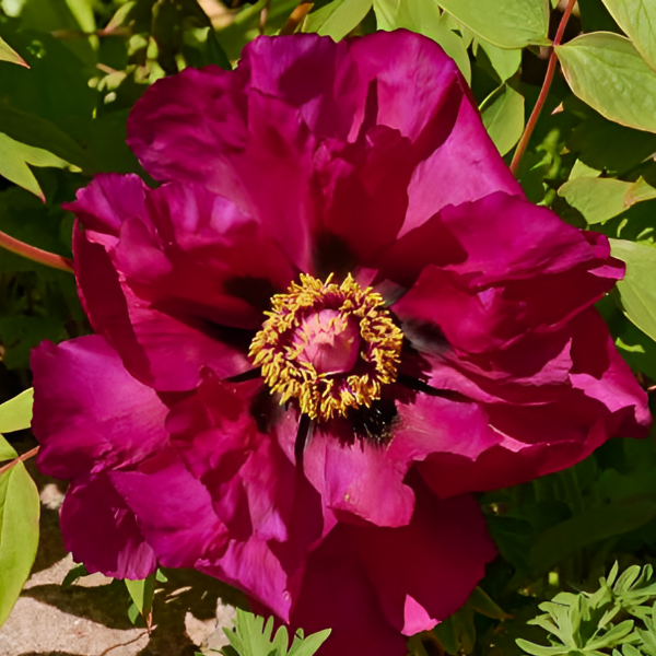 Основное изображение товара