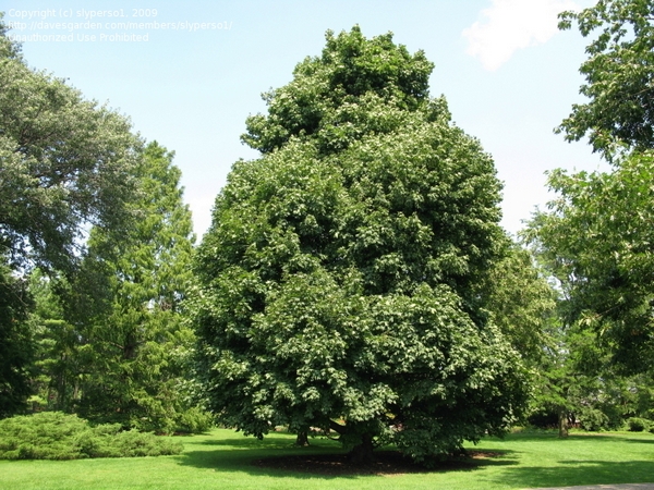 Клен остролистный (платанолистный) - Acer platanoides