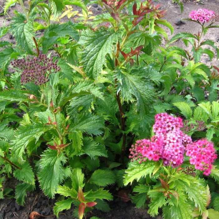 Спирея японская Криспа