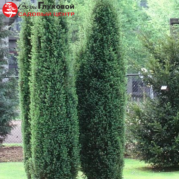 Основное изображение товара