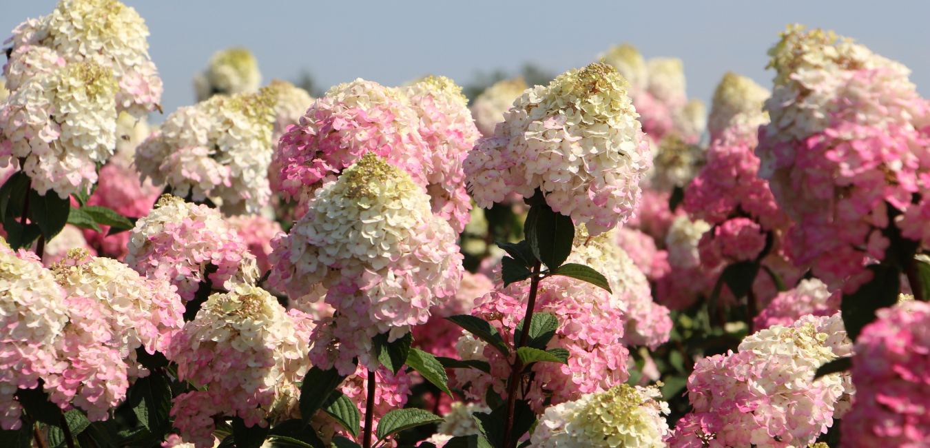 "Самарская Лидия" - как не ошибиться, не нарваться на подделку? "Самарская Лидия" - как не ошибиться, не нарваться на подделку?