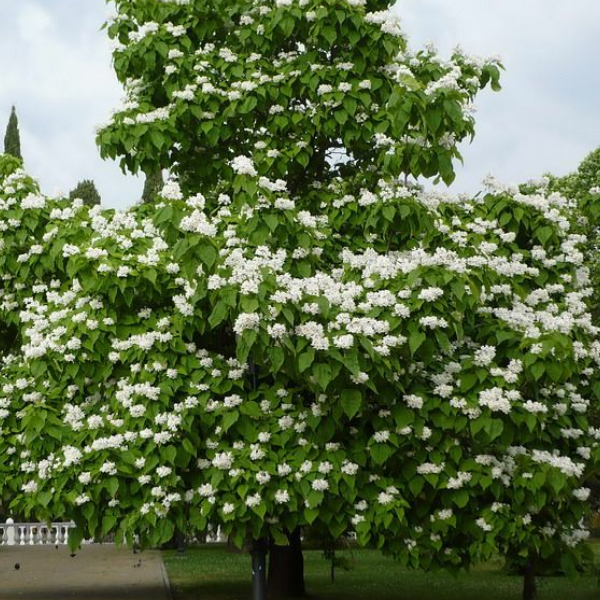 Катальпа бигноиевидная