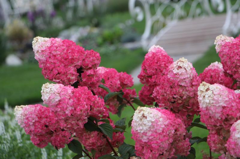 Превратим Самару в город гортензий!