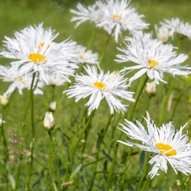 Основное изображение товара