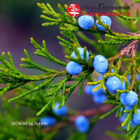 Можжевельник: краткое описание