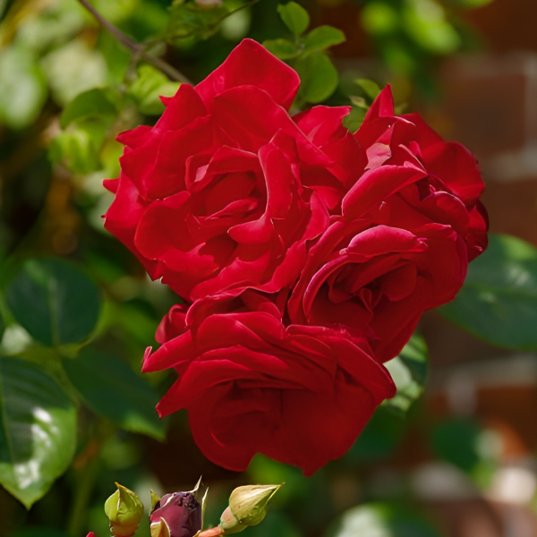 Основное изображение товара