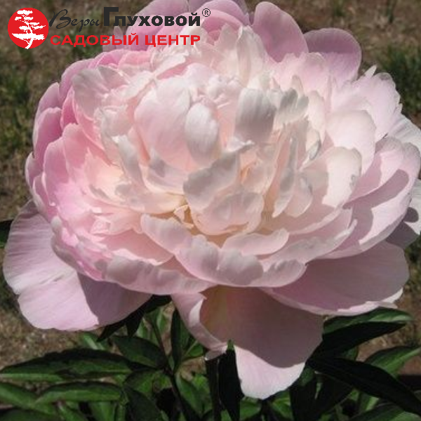 Основное изображение товара