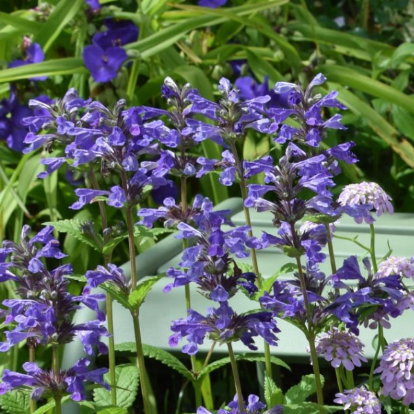 Основное изображение товара