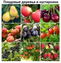 НОВОЕ ПОСТУПЛЕНИЕ ПЛОДОВО - ЯГОДНЫХ РАСТЕНИЙ !