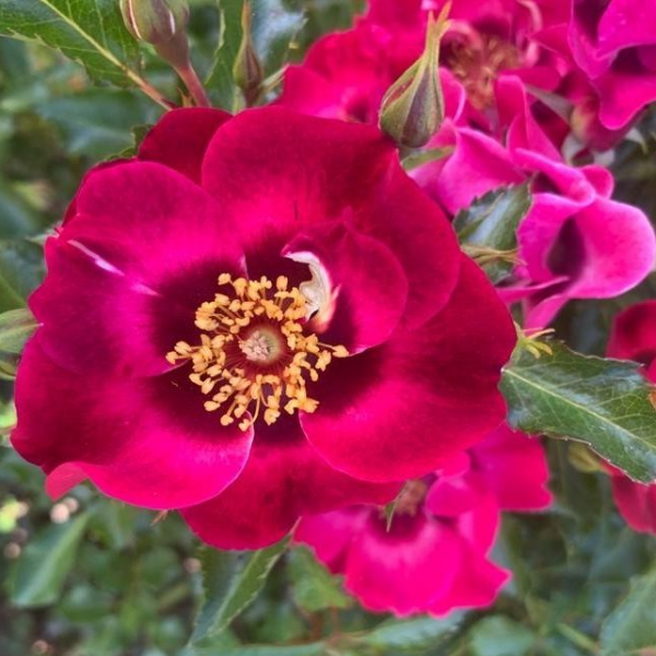 Основное изображение товара