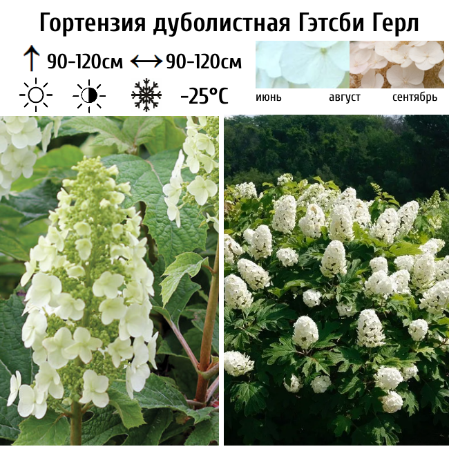 Основное изображение товара