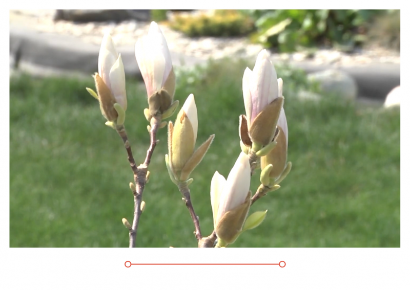 Новый выпуск "Дачные советы" от 13.05.2021