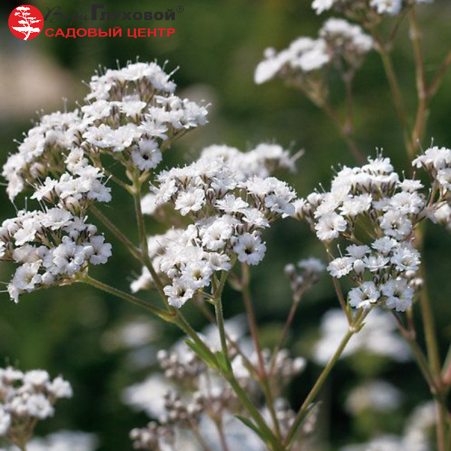 Гипсофила Вайт Фестиваль