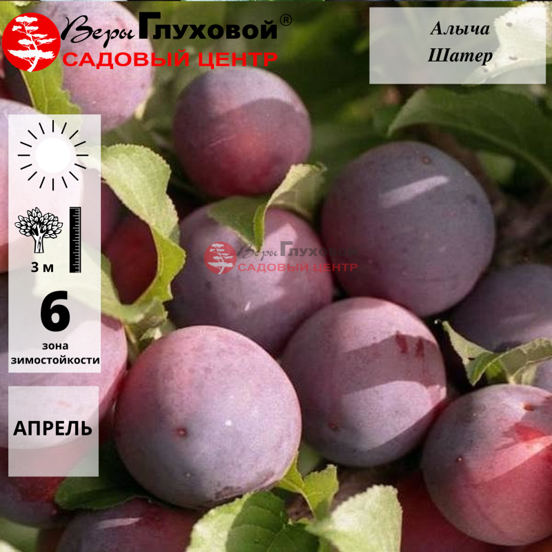 Алыча Шатер (средний сорт)
