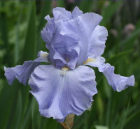 Ирис Above The Clouds