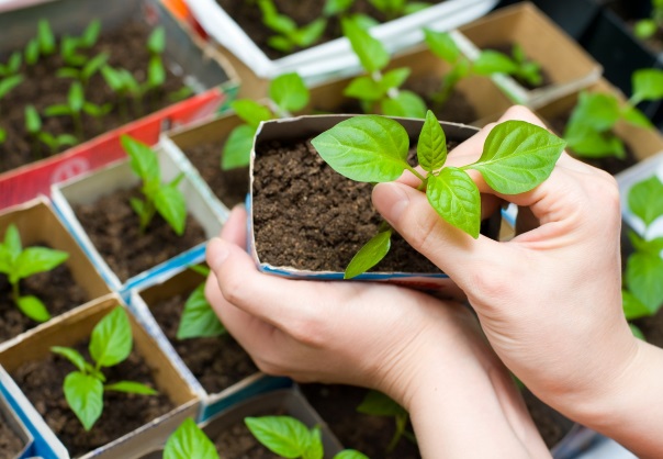 Календарь работ на участке Календарь работ на участке